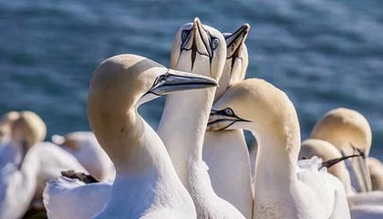 开云体育在线-特色峡谷峭壁攀岩大赛，勇者的极限突破，攀岩探险