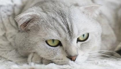 开云体育APP下载-上海男篮迎来新主教练，战术大调整，上海男篮最新主教练